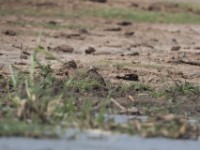 Kittlitz's Plover (Charadrius pecuarius)
