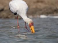 Yellow-billed Stork (Mycteria ibis)