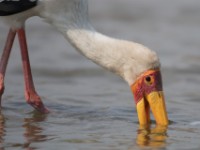 Yellow-billed Stork (Mycteria ibis)