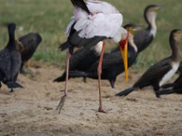 Yellow-billed Stork (Mycteria ibis)