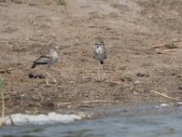 Water Thick-knee (Burhinus vermiculatus)