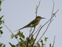 Olive Bee-eater (Merops superciliosus)