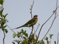 Olive Bee-eater (Merops superciliosus)