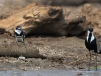 Pied Kingfisher (Ceryle rudis)