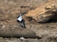 Pied Kingfisher (Ceryle rudis)