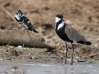 Spur-winged Lapwing (Vanellus spinosus)