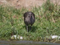 Hadada Ibis (Bostrychia hagedash)