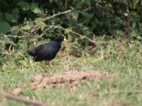 Black Crake (Amaurornis flavirostra)