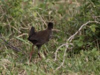 Black Crake (Amaurornis flavirostra)