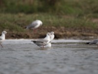 Grey-headed Gull (Chroicocephalus cirrocephalus)