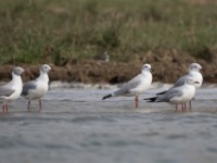 Grey-headed Gull (Chroicocephalus cirrocephalus)