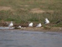 Grey-headed Gull (Chroicocephalus cirrocephalus)