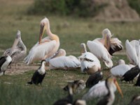 Great White Pelican (Pelecanus onocrotalus)