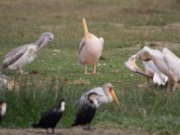 Great White Pelican (Pelecanus onocrotalus)