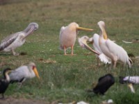 Great White Pelican (Pelecanus onocrotalus)
