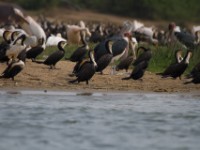 White-breasted Cormorant (Phalacrocorax lucidus)