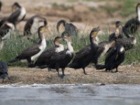 White-breasted Cormorant (Phalacrocorax lucidus)