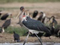 Marabou Stork (Leptoptilos crumenifer)