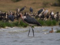 Marabou Stork (Leptoptilos crumenifer)