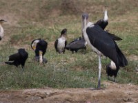 Marabou Stork (Leptoptilos crumenifer)