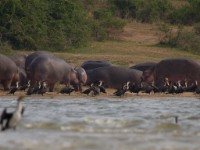 Hippopotamus (Hippopotamus amphibius)