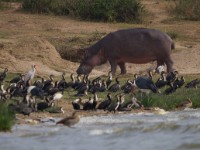 Hippopotamus (Hippopotamus amphibius)