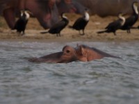 Hippopotamus (Hippopotamus amphibius)