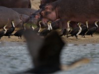 Hippopotamus (Hippopotamus amphibius)