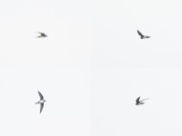 Alpine Swift (Tachymarptis melba)