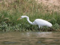 Great Egret (Ardea alba)