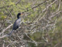 Reed Cormorant (Microcarbo africanus)