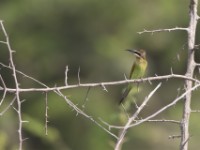 Olive Bee-eater (Merops superciliosus)