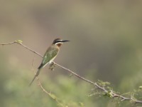 Olive Bee-eater (Merops superciliosus)
