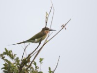 Olive Bee-eater (Merops superciliosus)