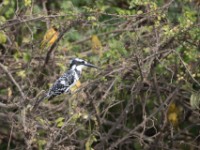 Pied Kingfisher (Ceryle rudis)