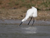Little Egret (Egretta garzetta)