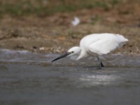 Little Egret (Egretta garzetta)