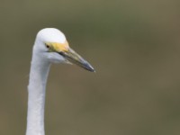 Egret
