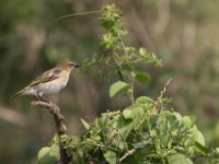 Weaver sp.