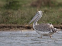 Pink-backed Pelican (Pelecanus rufescens)