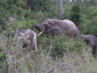 African Elephant (Loxodonta africana)
