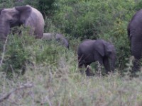African Elephant (Loxodonta africana)