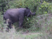 African Elephant (Loxodonta africana)