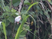 Leucistic Malachite Kingfisher (Corythornis cristatus)