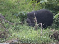 Giant Forest Hog (Hylochoerus meinertzhageni)