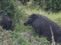 Giant Forest Hog (Hylochoerus meinertzhageni)