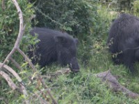 Giant Forest Hog (Hylochoerus meinertzhageni)