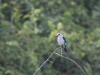 Woodland Kingfisher (Halcyon senegalensis)