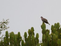 Mourning Collared Dove (Streptopelia decipiens)