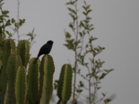Northern Black Flycatcher (Melaenornis edolioides)